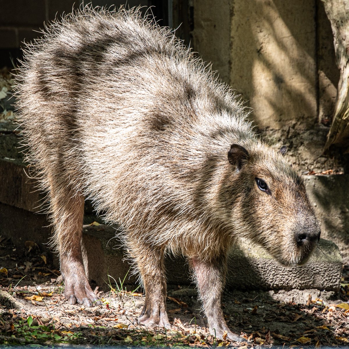 TheTorontoZoo's tweet image. It’s been a busy day of celebrations today! Happiest of birthdays to these Zoo favourites 💚
🦘 Nigel the kangaroo: 2 Years Old
🦧 Kembali, the Sumatran orangutan: 19 Years Old
🐾 Tootsie, the Capybara: 8 Years Old
Join us in wishing them a great year ahead ⬇️ #GuardiansofWild