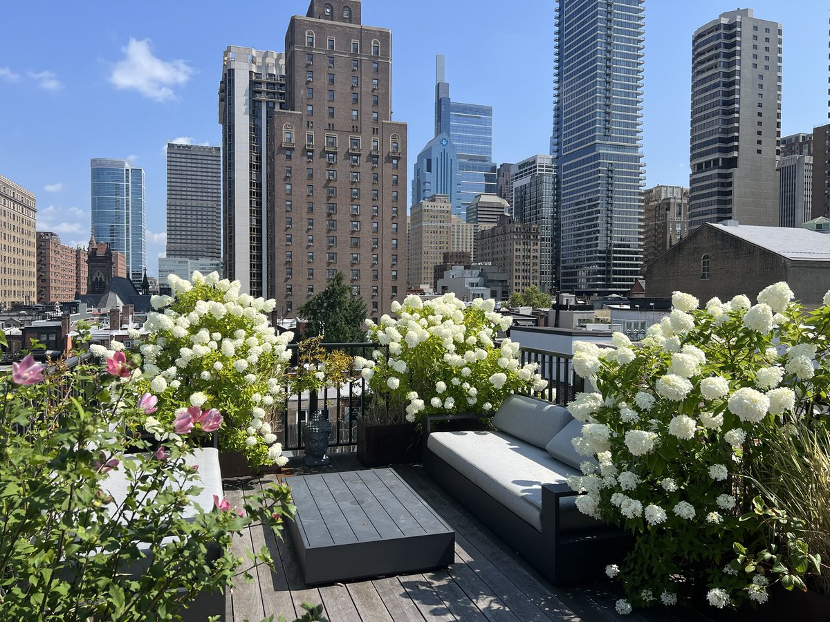 MichaelLouisPl1's tweet image. Our hydrangeas are enjoying the sunshine this summer!