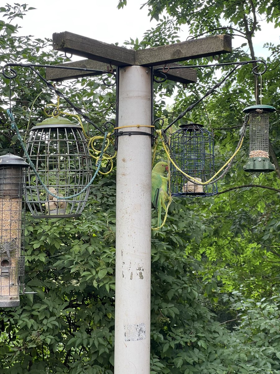 Manchester Wildlife Camera tweet media