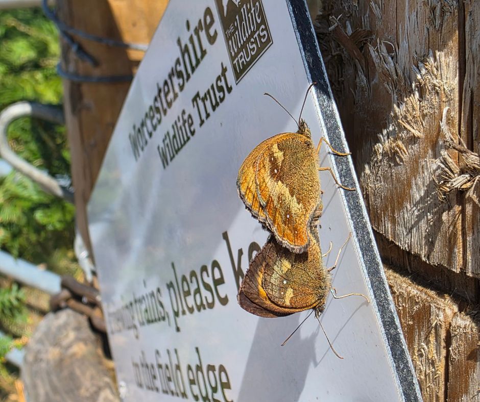 WorcsWT's tweet image. Just a couple of gatekeepers at the gate at #DroppingWellFarm... 🦋
The gatekeeper, also known as the 'Hedge brown', is a medium-sized, brown butterfly that is on the wing in July and August. It is a butterfly of grassland, hedgerows and woodland edges and can be seen feeding on…