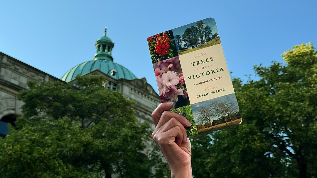 HHPublishing's tweet image. Do you know the history of Mulberry trees?
In his new book, Trees of Victoria: A Wanderer’s Guide, Collin Varner introduces readers to this &amp;amp; 200+ species of trees found throughout the “City of Gardens.” Watch him talk about it here: youtu.be/_8xQ6IXR1H0 #NatureGuide