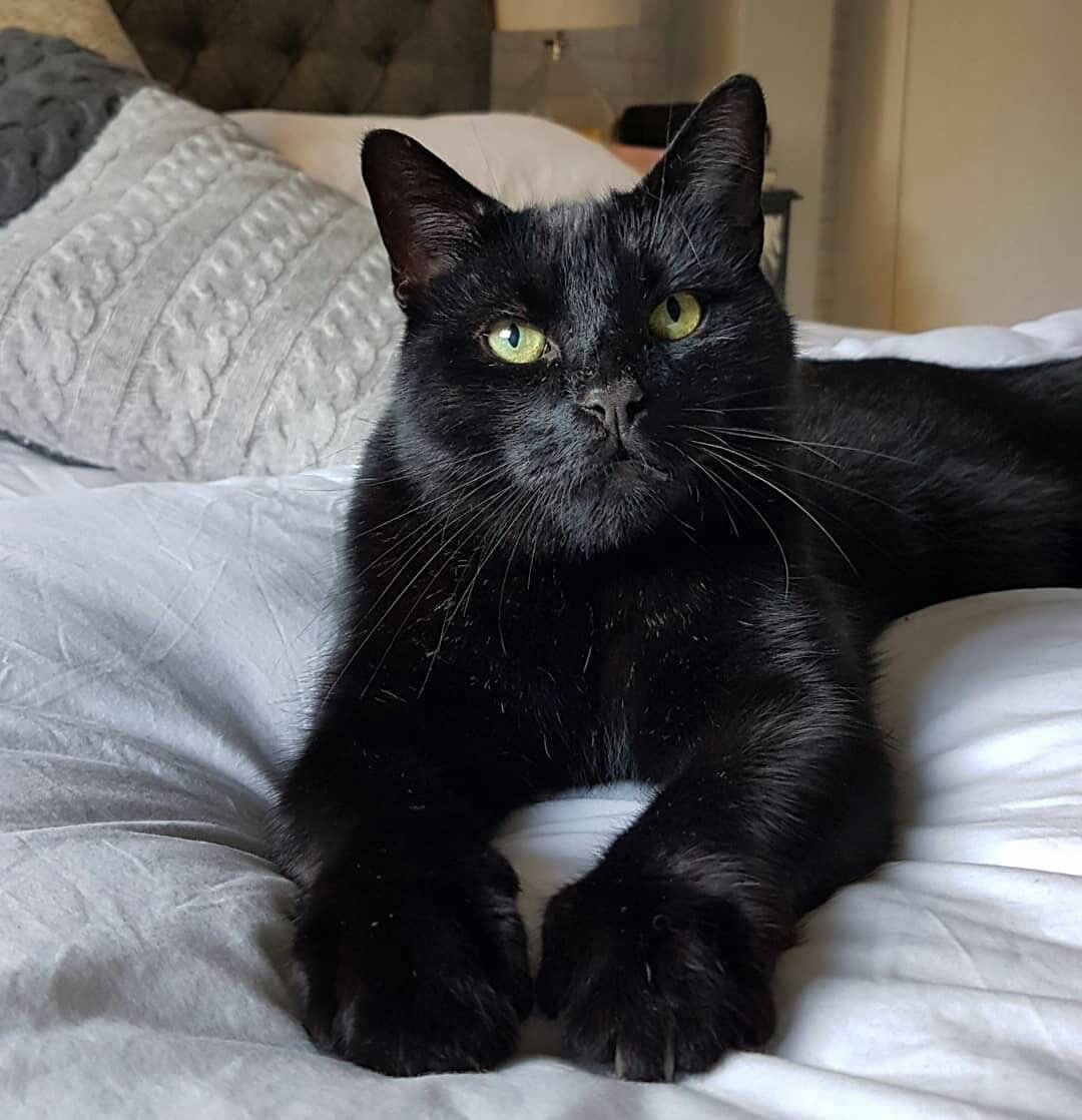 Mi gato Dinamita 🐦 tweet media