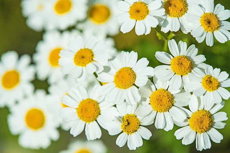 Gardeners_Path_'s tweet image. How to Grow Feverfew: A Medicinal and Visual Delight - Widely considered by herbalists to be a natural remedy for headaches, feverfew also makes an attractive landscaping plant. Learn more now on Gardener's Path. gardenerspath.com/plants/ornamen… #feverfew