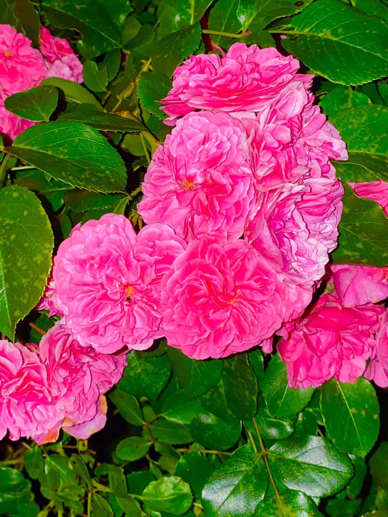 Good night all my friends and people in the world 🌍🙏🤩✌️🍀💝😁😍🌙👍🌍🥰🤗🌺🙌