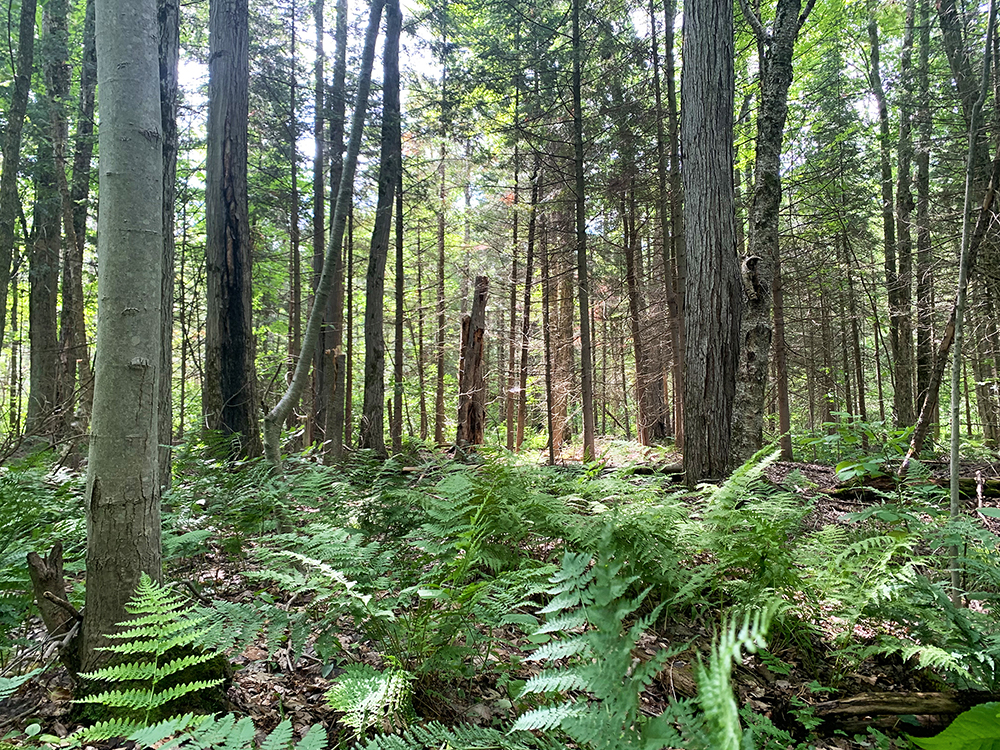 That old song is true: “You don’t know what you’ve got till it’s gone.” And wetlands &amp; forests are going faster than ever. But you can help! Donations to the Steve Simmering Conservation Lands Endowment Fund helps protect more than 8,550 acres forever: ow.ly/ihoZ50WtvPO