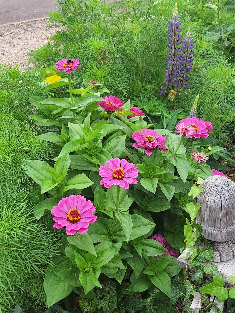 The Zinnia's all grown from seed have been gorgeous this year. #gardening #summerflowers #cottagegarden