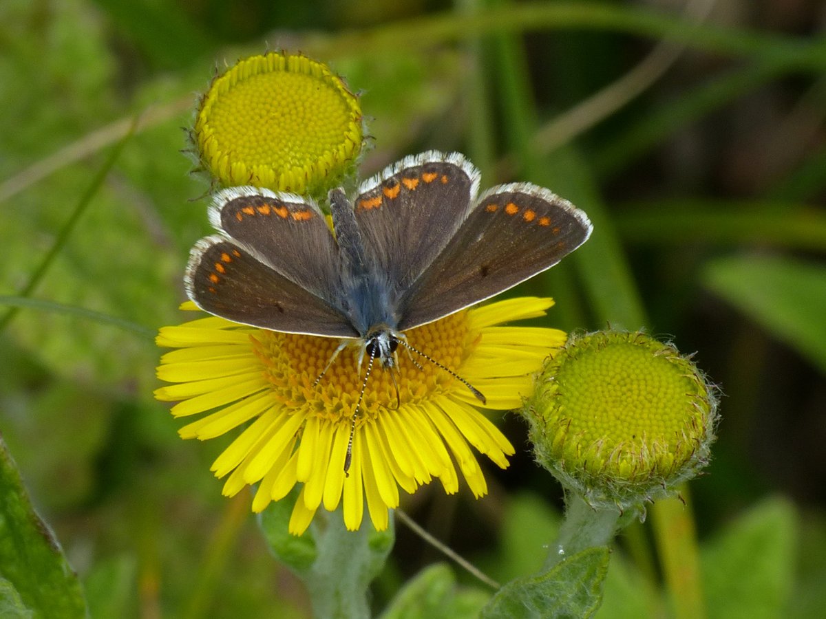 Brian Arnold (@barnold668) on Twitter photo A day of the blues in our Harman's Cross garden - Holly Blue, Common Blue and Brown Argus. <a href="/savebutterflies/">Butterfly Conservation 🦋</a> <a href="/DorsetWildlife/">Dorset Wildlife Trust</a> <a href="/GreenDorset/">Green Dorset</a> <a href="/SightingDOR/">Dorset Wildlife Spot</a> <a href="/BC_Dorset/">BC Dorset 🦋</a> A day of the blues in our Harman's Cross garden - Holly Blue, Common Blue and Brown Argus. <a href="/savebutterflies/">Butterfly Conservation 🦋</a> <a href="/DorsetWildlife/">Dorset Wildlife Trust</a> <a href="/GreenDorset/">Green Dorset</a> <a href="/SightingDOR/">Dorset Wildlife Spot</a> <a href="/BC_Dorset/">BC Dorset 🦋</a>
