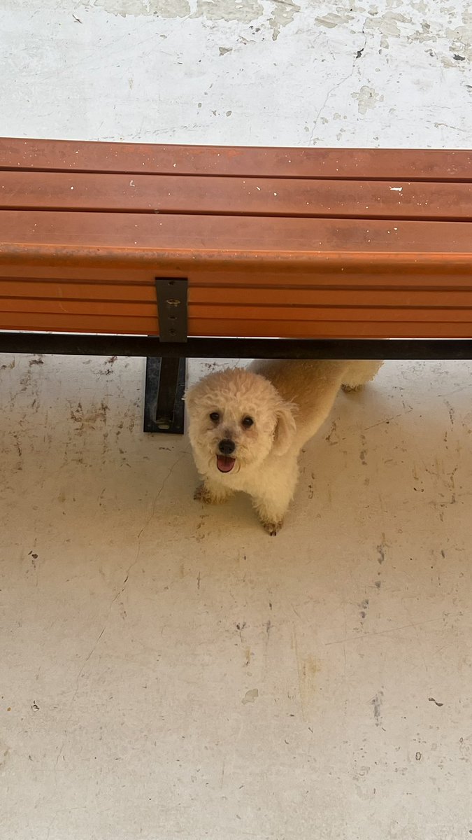 psy_sadeem's tweet image. 🐶🌼⚡️
