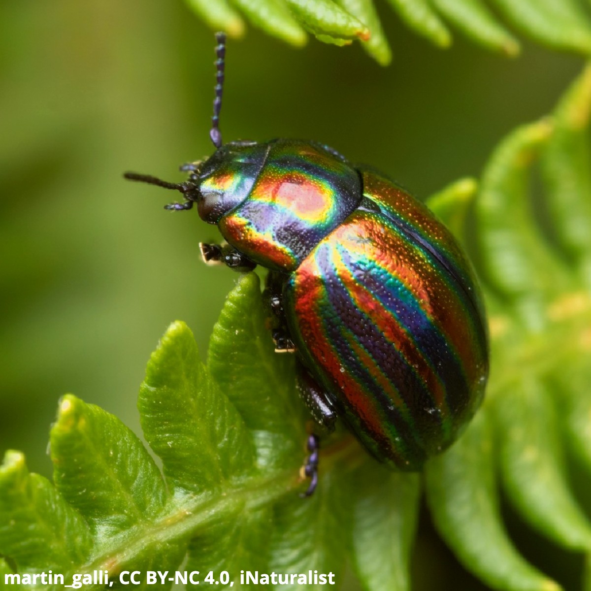 AMNH's tweet image. 🌈Feast your eyes on the dazzling colors of the rainbow leaf beetle (Chrysolina cerealis)! While this insect is widely distributed across Europe, it’s seldom seen. Growing up to 0.5 in (1.3 cm) in size, it feeds on plants including ivy, roses, & thyme.