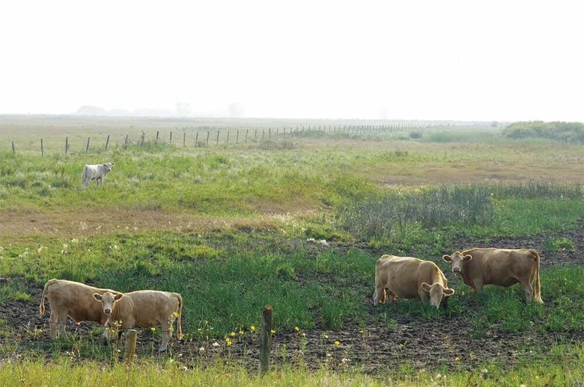 Governments offer swift aid to Manitoba livestock producers. vist.ly/3z3k3