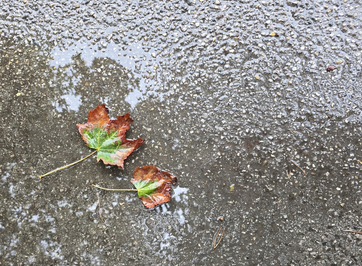 Cosmo1701's tweet image. Der Herbst ist auch viel zu mild dieses Jahr!