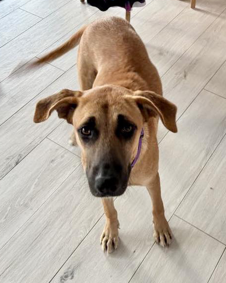 PotcakeNFT's tweet image. Two sweet brothers from Exuma! π§πΈ
Just 10 months old and full of love, these Potcakes are ready to find their forever homes. They're healthy, vaccinated, travel-ready, and don't even have names yet! While weβd love to keep them together, weβre open to placing them individually.β¦
