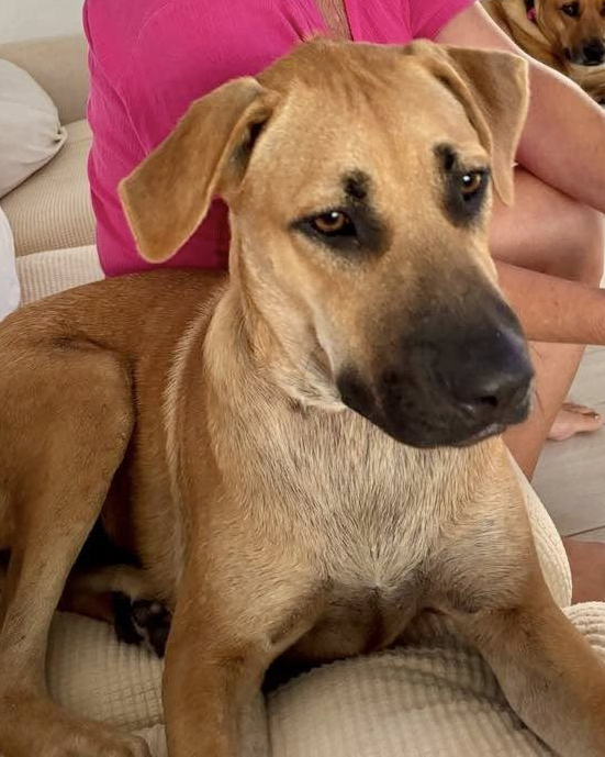 PotcakeNFT's tweet image. Two sweet brothers from Exuma! π§πΈ
Just 10 months old and full of love, these Potcakes are ready to find their forever homes. They're healthy, vaccinated, travel-ready, and don't even have names yet! While weβd love to keep them together, weβre open to placing them individually.β¦