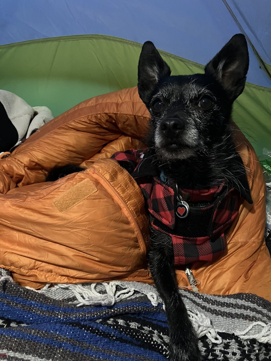 Make your pet a priority in this summer.

Join us for in-person or group Zoom #PetFirstAid certification:
walksnwags.com/pet-first-aid-…

Or certify independently at home:
walksnwags.org

Your pet is worth it.