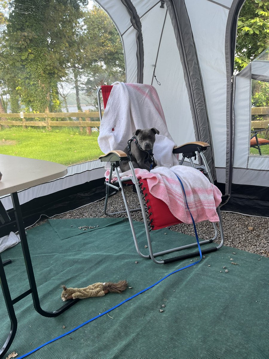 orlafer's tweet image. Something off in our house when the humans get the cheap seats 🤣🐾😂🐾 spoiled much?
