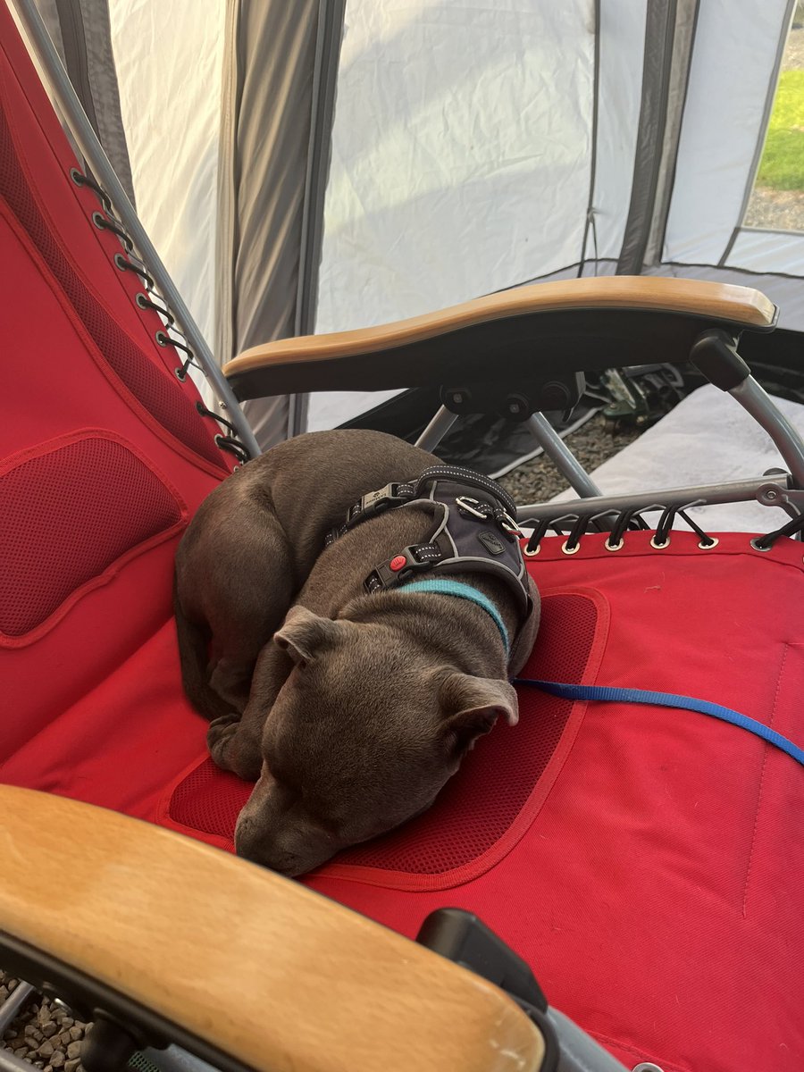 orlafer's tweet image. Something off in our house when the humans get the cheap seats 🤣🐾😂🐾 spoiled much?