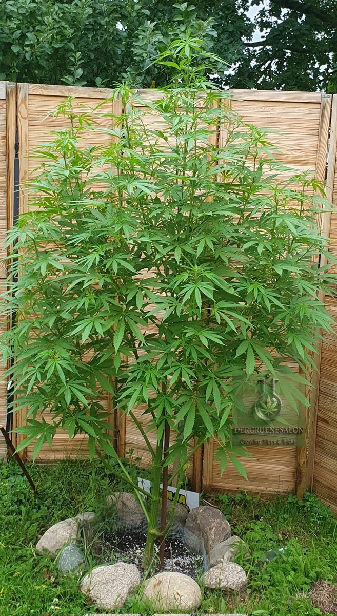 Tag 102 für Slurricane von <a href="/GanjaFarmerSeed/">Ganja Farmer Seedbank</a> .
Ich habe sie gerade vermessen und sie ist 217 cm groß,  sie ist on den letzten Tagen also deutlich langsamer gewachsen als sonst. Vielleicht nimmt sie Anlauf für den nächsten Schub....