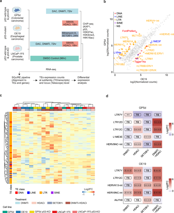 CommsBio's tweet image. Cancer cell type-specific derepression of transposable elements by inhibition of chromatin modifier enzymes: Communications Biology, Published online: 03 July 2025; doi:10.1038/s42003-025-08413-0Systematic comparative analysis across three cancer types… nature.com/articles/s4200…