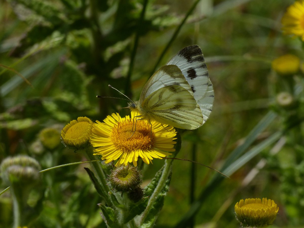 Brian Arnold (@barnold668) on Twitter photo Several Wall Browns in our garden today at Harman's Cross, and the first Green-veined White I have seen in the garden for a couple of weeks. <a href="/savebutterflies/">Butterfly Conservation 🦋</a> <a href="/DorsetWildlife/">Dorset Wildlife Trust</a> <a href="/GreenDorset/">Green Dorset</a> <a href="/SightingDOR/">Dorset Wildlife Spot</a> <a href="/BC_Dorset/">BC Dorset 🦋</a> Several Wall Browns in our garden today at Harman's Cross, and the first Green-veined White I have seen in the garden for a couple of weeks. <a href="/savebutterflies/">Butterfly Conservation 🦋</a> <a href="/DorsetWildlife/">Dorset Wildlife Trust</a> <a href="/GreenDorset/">Green Dorset</a> <a href="/SightingDOR/">Dorset Wildlife Spot</a> <a href="/BC_Dorset/">BC Dorset 🦋</a>