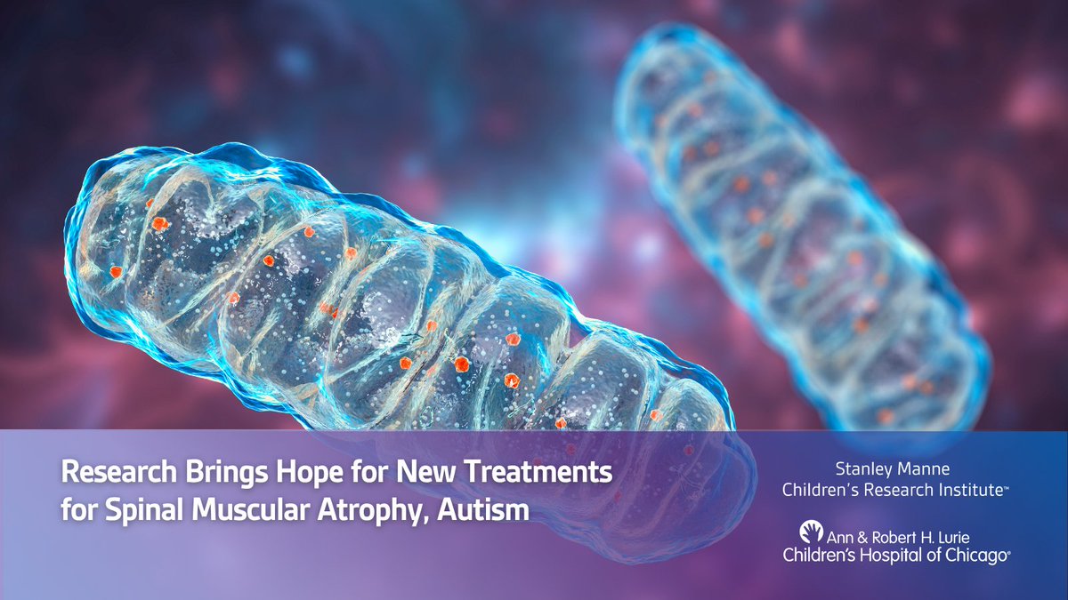 Research from the lab of Yongchao Ma, PhD, reveals how mitochondrial dysfunction triggers neuron damage in Spinal Muscular Atrophy and improper neuron connections in #Autism, paving the way for #research into effective, targeted treatments. luriechildrens.org/en/news-storie… #pediatrics