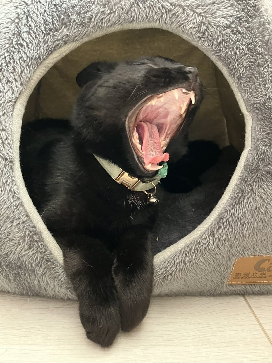 PastelWell_'s tweet image. ROARR