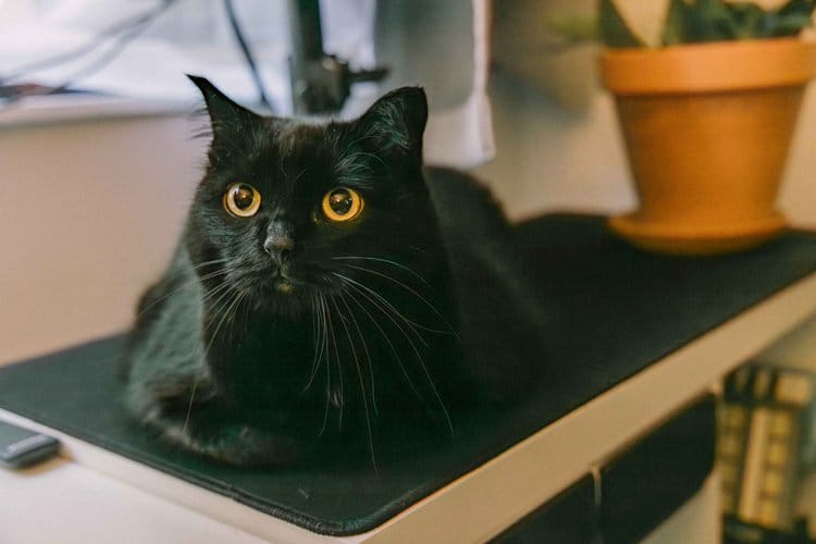PandoraHad_aJar's tweet image. Iz annoder fotoww frum Mama PawPaw weddings days! (By Lindsay MacLean photography). 🖤🐾🐈⬛