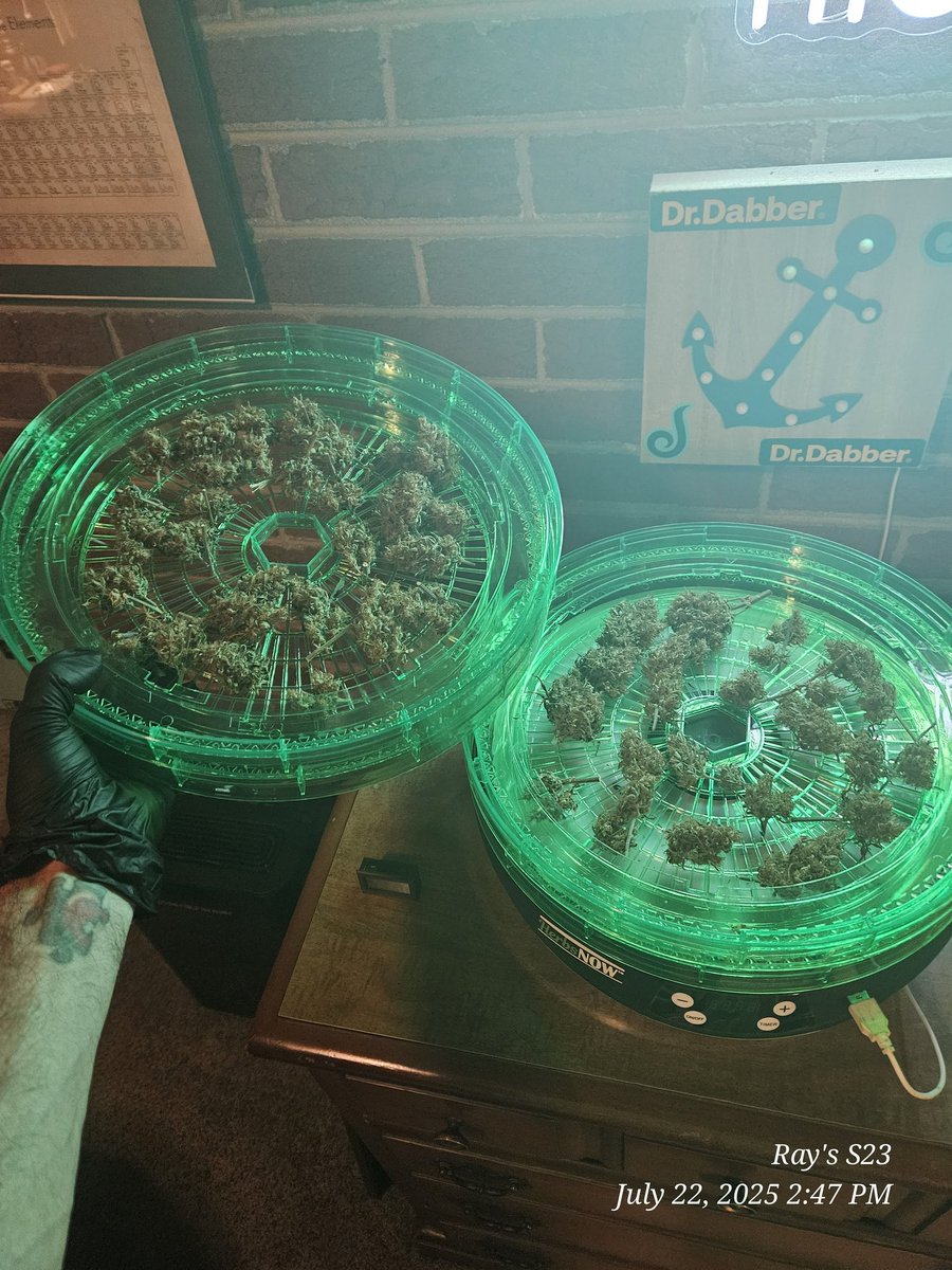 Ray_Jones74's tweet image. Results of my Stawberry Cough from sonomaseeds.com. Another successful run utilizing #GaiagGeen, #StashBlend, and grown under the @spiderfarmerled , and dried utilizing the @HerbsNOW_USA herb dryer, which just made the drying process a whole lot simpler. All for an end…