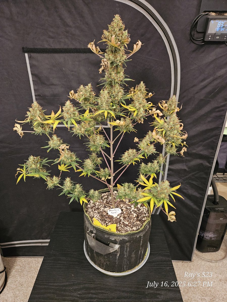 Ray_Jones74's tweet image. Results of my Stawberry Cough from sonomaseeds.com. Another successful run utilizing #GaiagGeen, #StashBlend, and grown under the @spiderfarmerled , and dried utilizing the @HerbsNOW_USA herb dryer, which just made the drying process a whole lot simpler. All for an end…