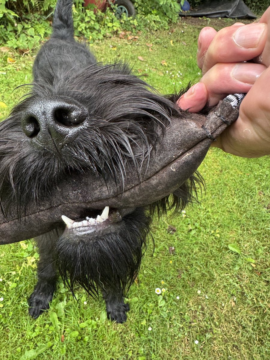 DC_PoliceDogs's tweet image. The good news is that TPD Clive’s lower canines are no longer hidden below his gums & are developing nicely thanks to Canine dental specialist Tom Williams at Charter vets. My thanks also to the lovely Kim at the Grooming Pad Cranbrook for giving him a quick facial trim today. 👍