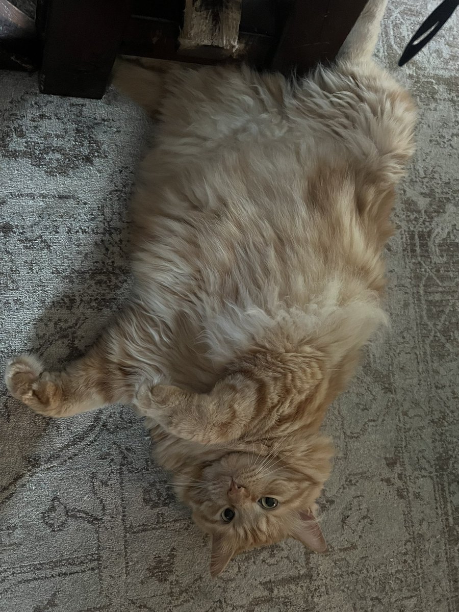 fat cat Thursday