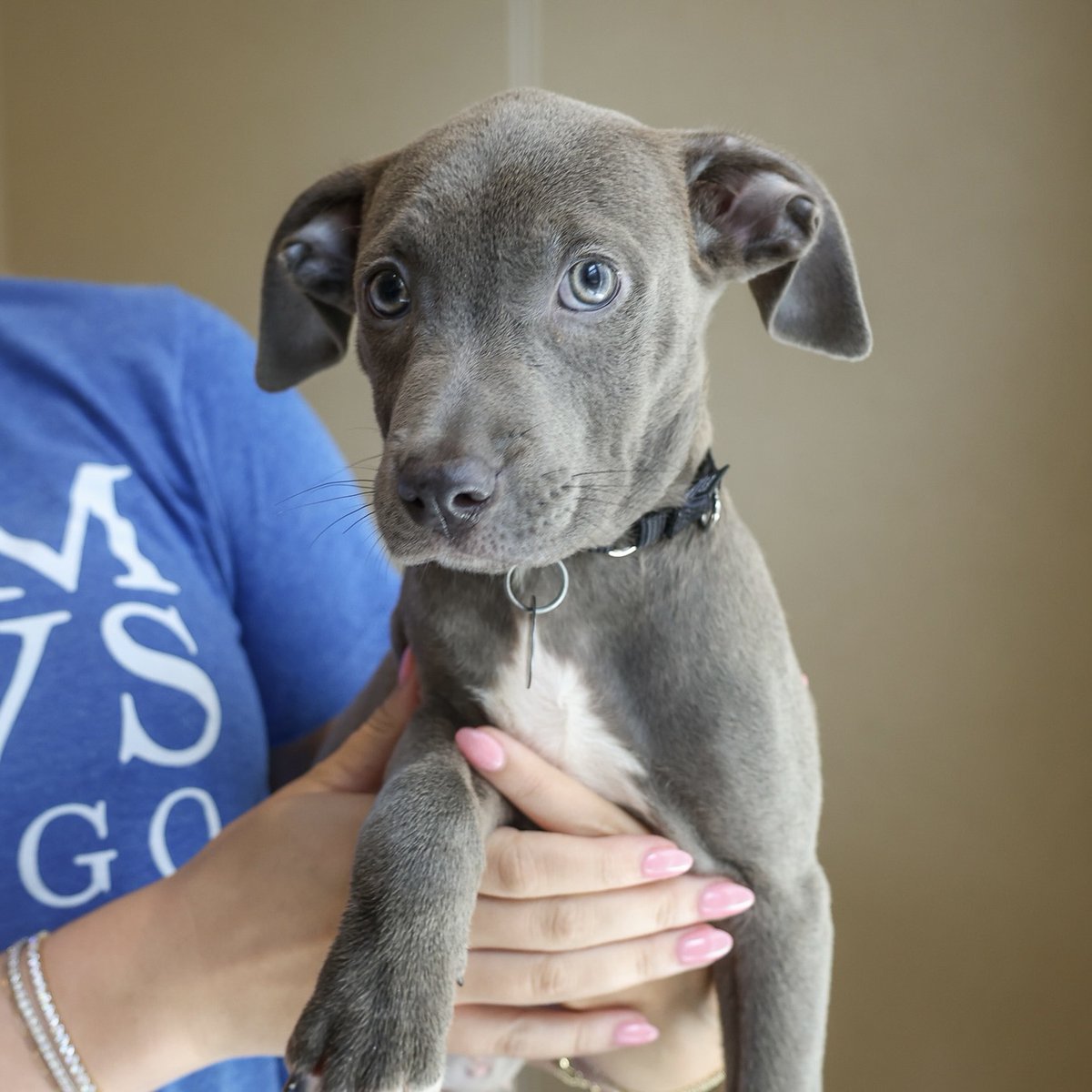 PAWSChicago's tweet image. Update on our pups from Texas! They’ve been gradually coming over to our Adoption Center and finding homes since arriving in Chicago last week - we’re excited to share that 10 have already found homes!
Today, a big group of them got to our Adoption Center and are ready to meet…