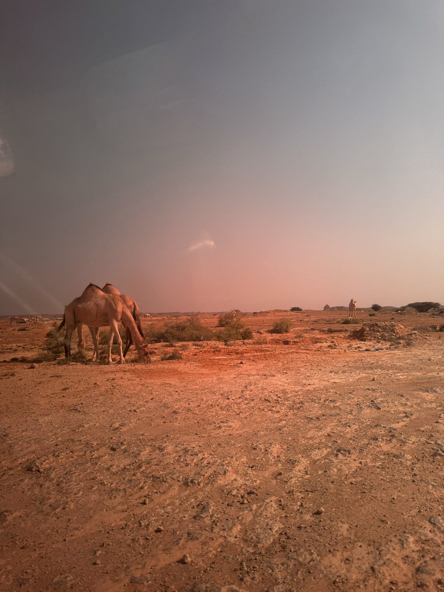 xamdl4's tweet image. The motherland Somaliaaaaaa 😆