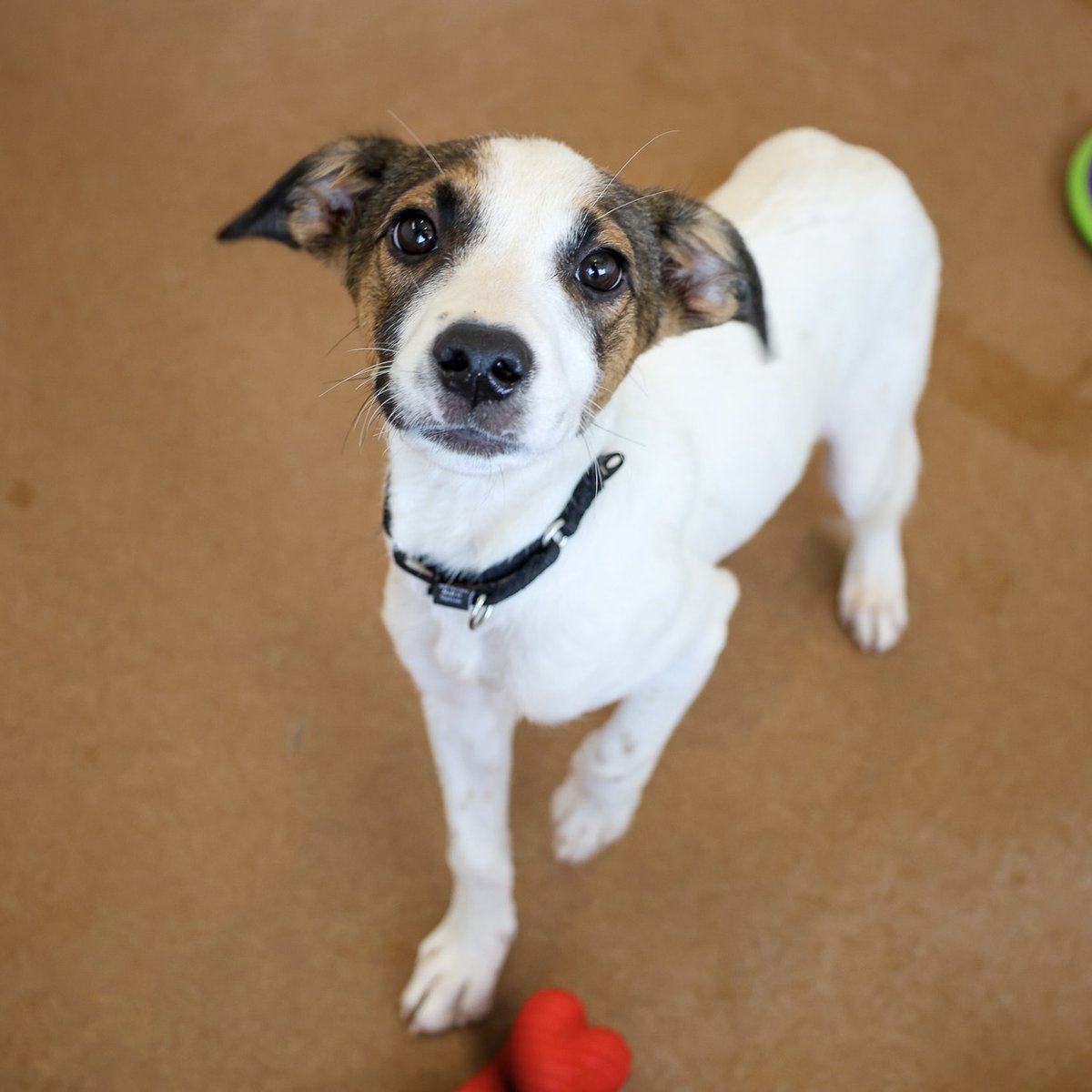 PAWSChicago's tweet image. Update on our pups from Texas! They’ve been gradually coming over to our Adoption Center and finding homes since arriving in Chicago last week - we’re excited to share that 10 have already found homes!
Today, a big group of them got to our Adoption Center and are ready to meet…
