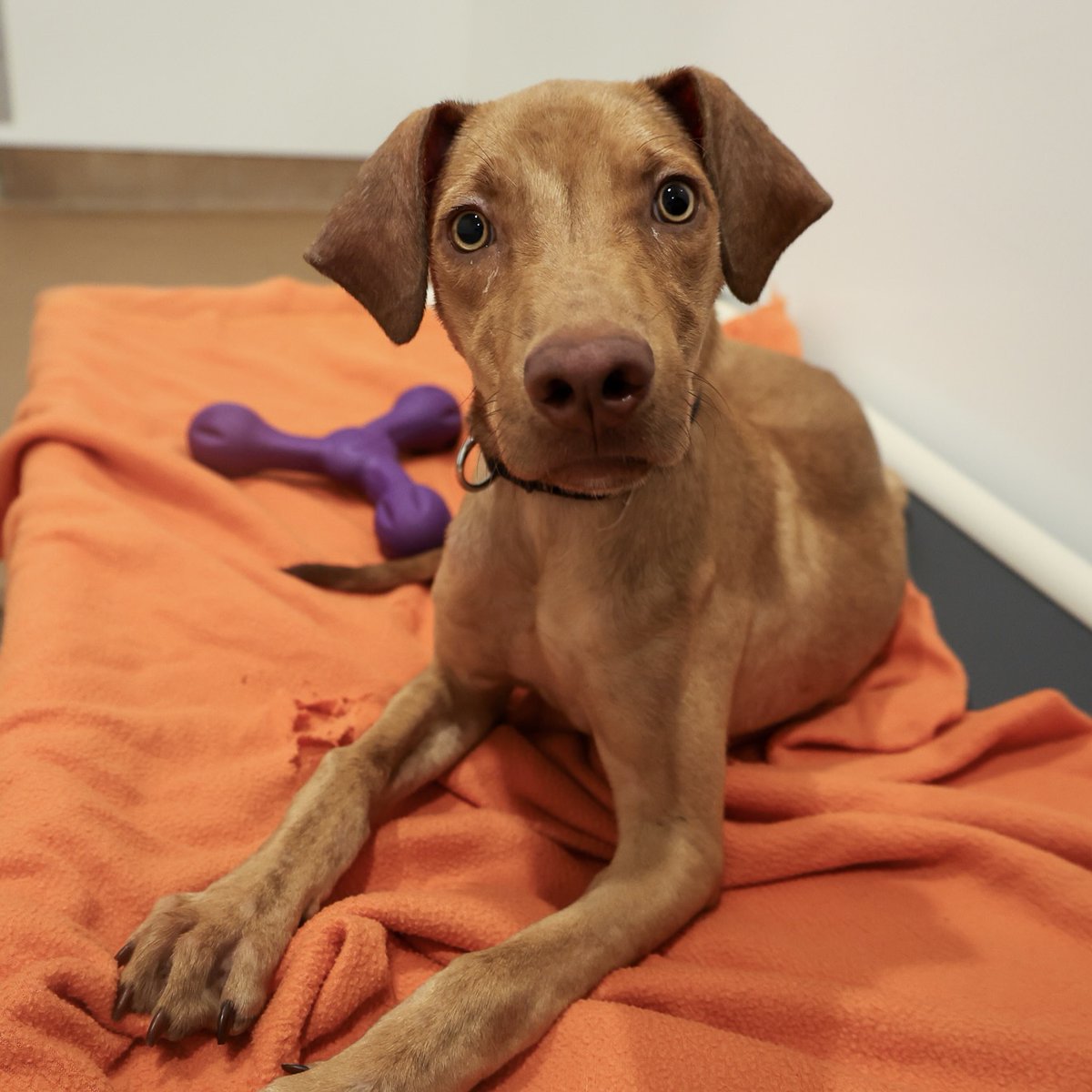 PAWSChicago's tweet image. Update on our pups from Texas! They’ve been gradually coming over to our Adoption Center and finding homes since arriving in Chicago last week - we’re excited to share that 10 have already found homes!
Today, a big group of them got to our Adoption Center and are ready to meet…