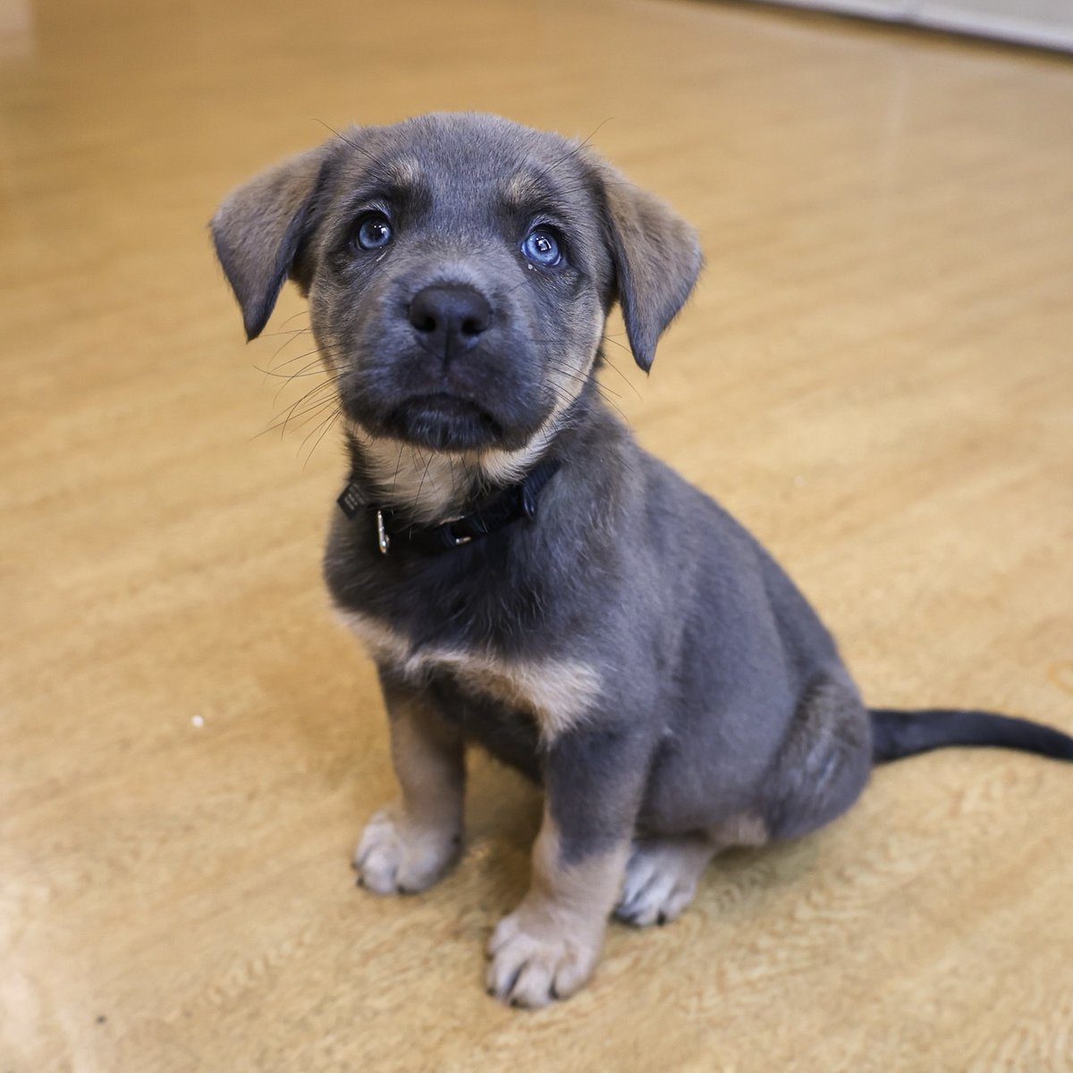 PAWSChicago's tweet image. Update on our pups from Texas! They’ve been gradually coming over to our Adoption Center and finding homes since arriving in Chicago last week - we’re excited to share that 10 have already found homes!
Today, a big group of them got to our Adoption Center and are ready to meet…