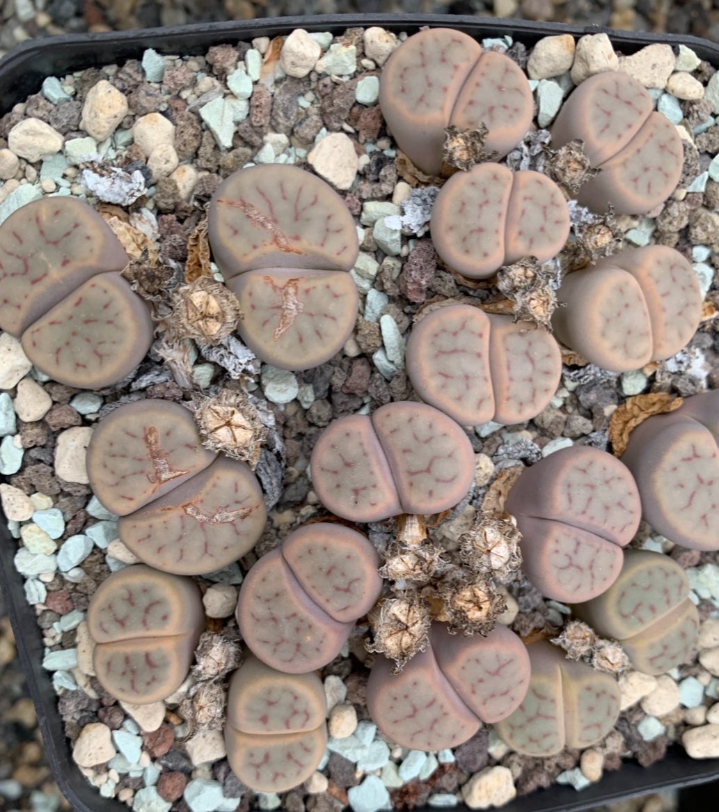 Lithops schwantesii var. marthae