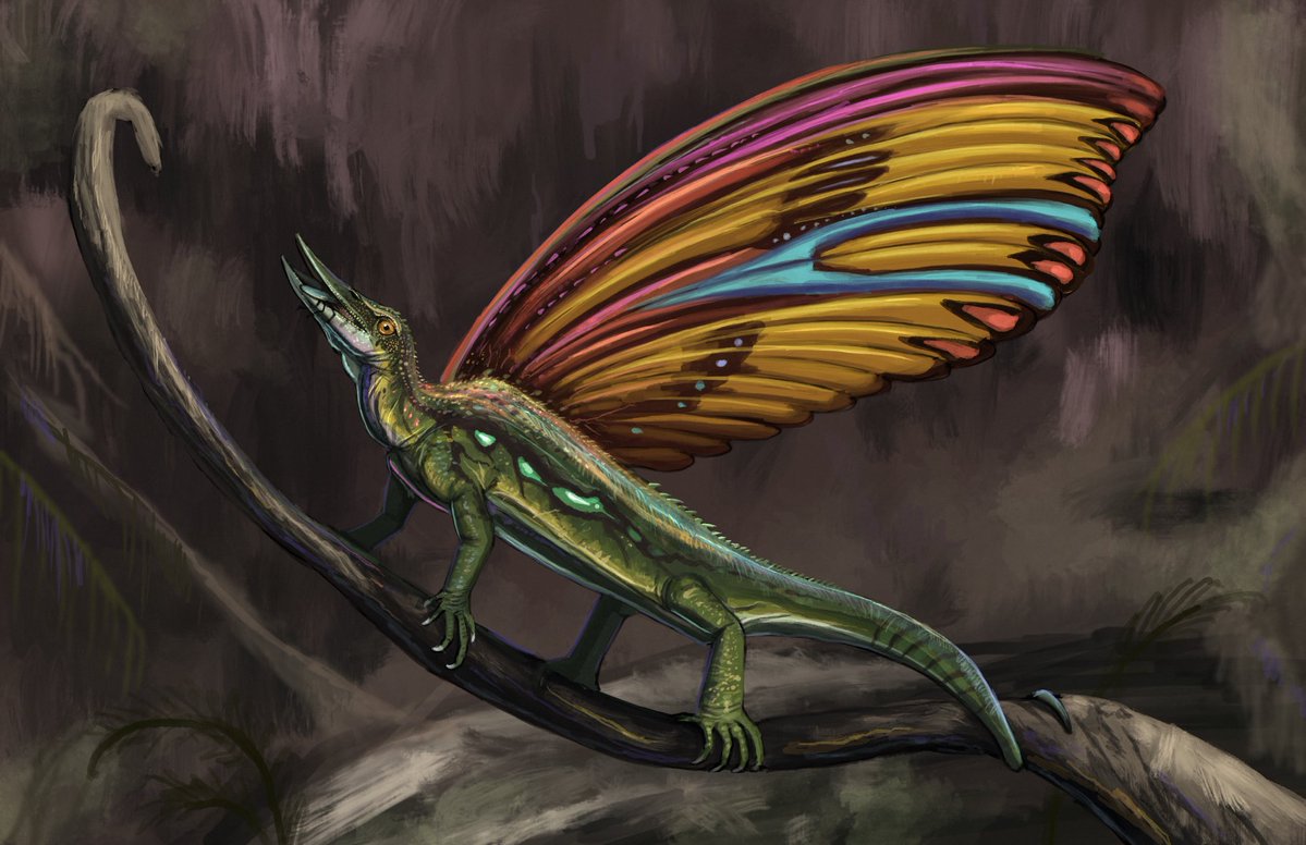 DTakeji's tweet image. Did a quick piece for Mirasaura grauvogeli, a newly described Drepanosauromorphs from middle Triassic France.
#paleoart