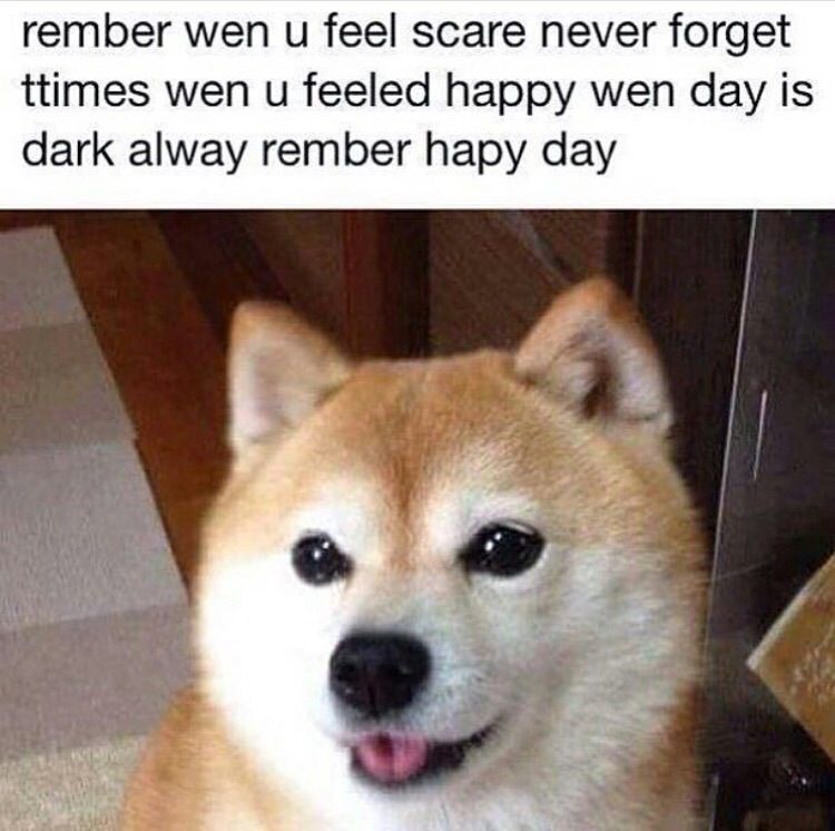 DogePolaroid's tweet image. 🐶🤍