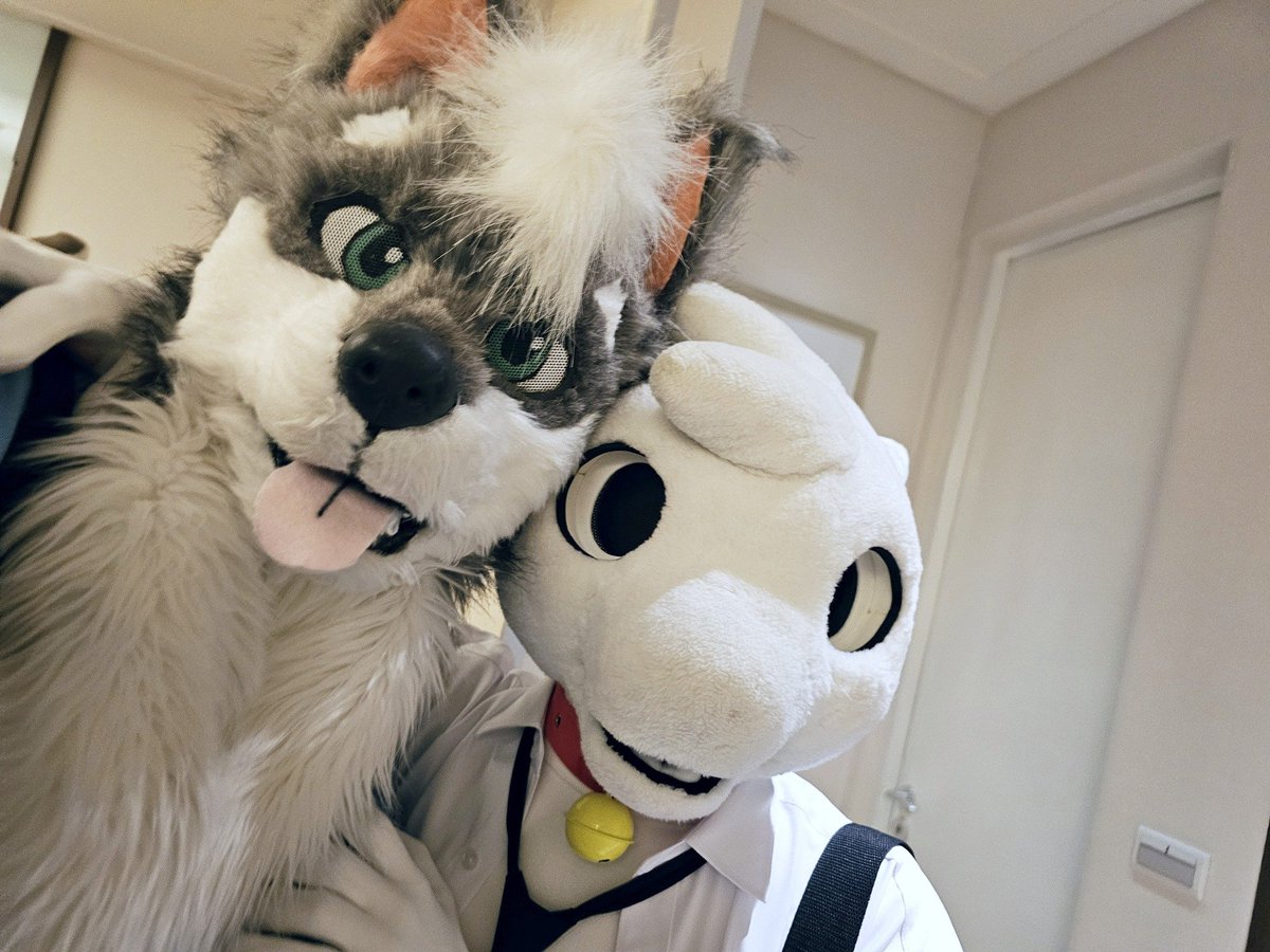 This wolf has no idea what’s about to happen to him.

feat. <a href="/cocoshark_br/">cocoshark</a> 
#FursuitFriday
#UTFG2025