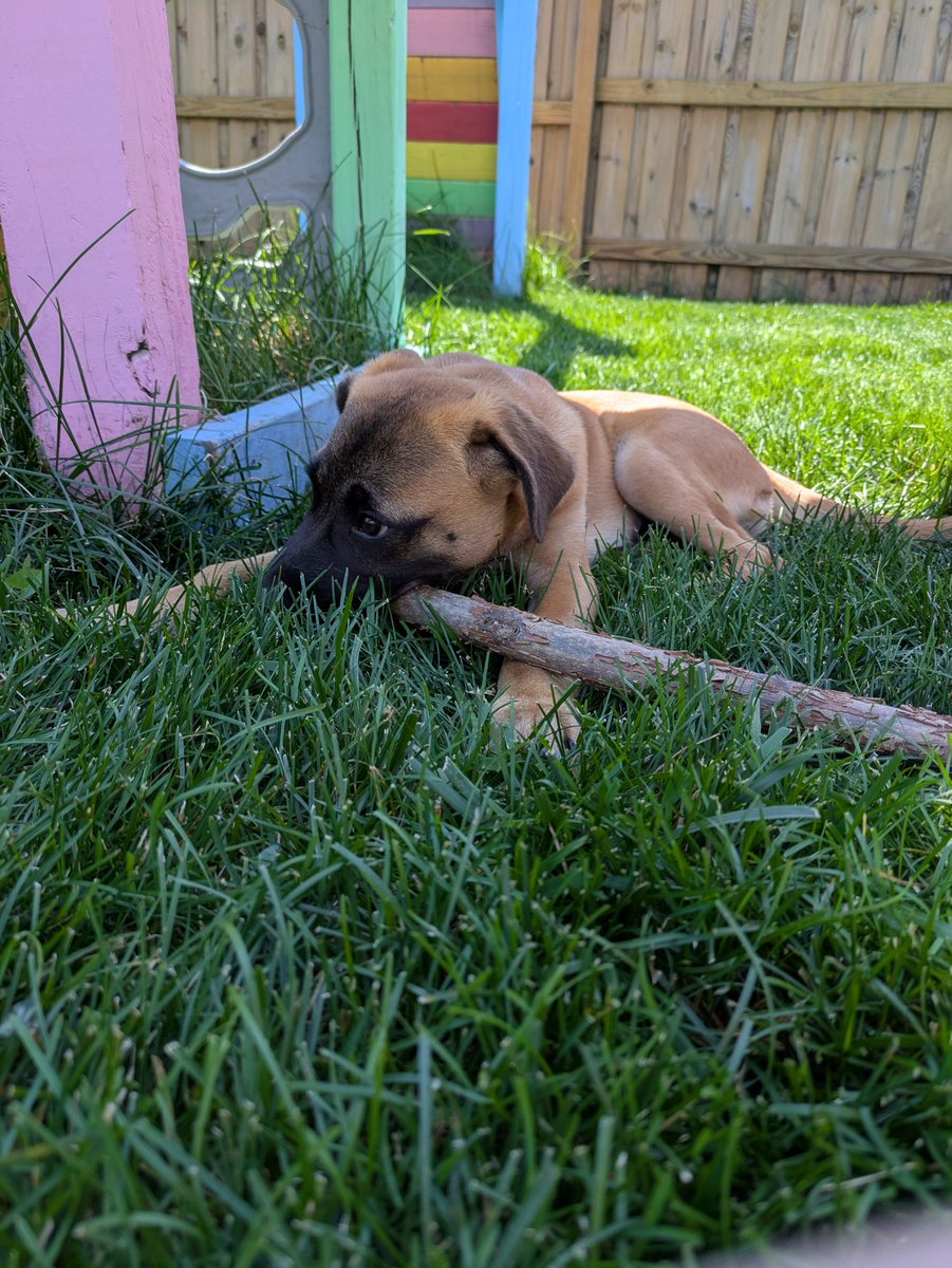 chckmeowt's tweet image. Jasper is a very good boy. And practicing his branch managing abilities. #LibraryDogs