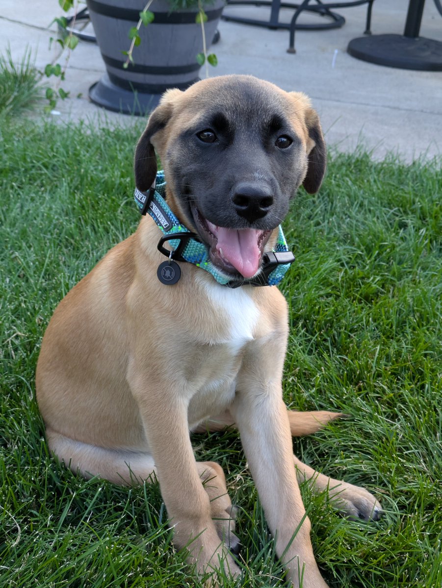 chckmeowt's tweet image. Jasper is a very good boy. And practicing his branch managing abilities. #LibraryDogs