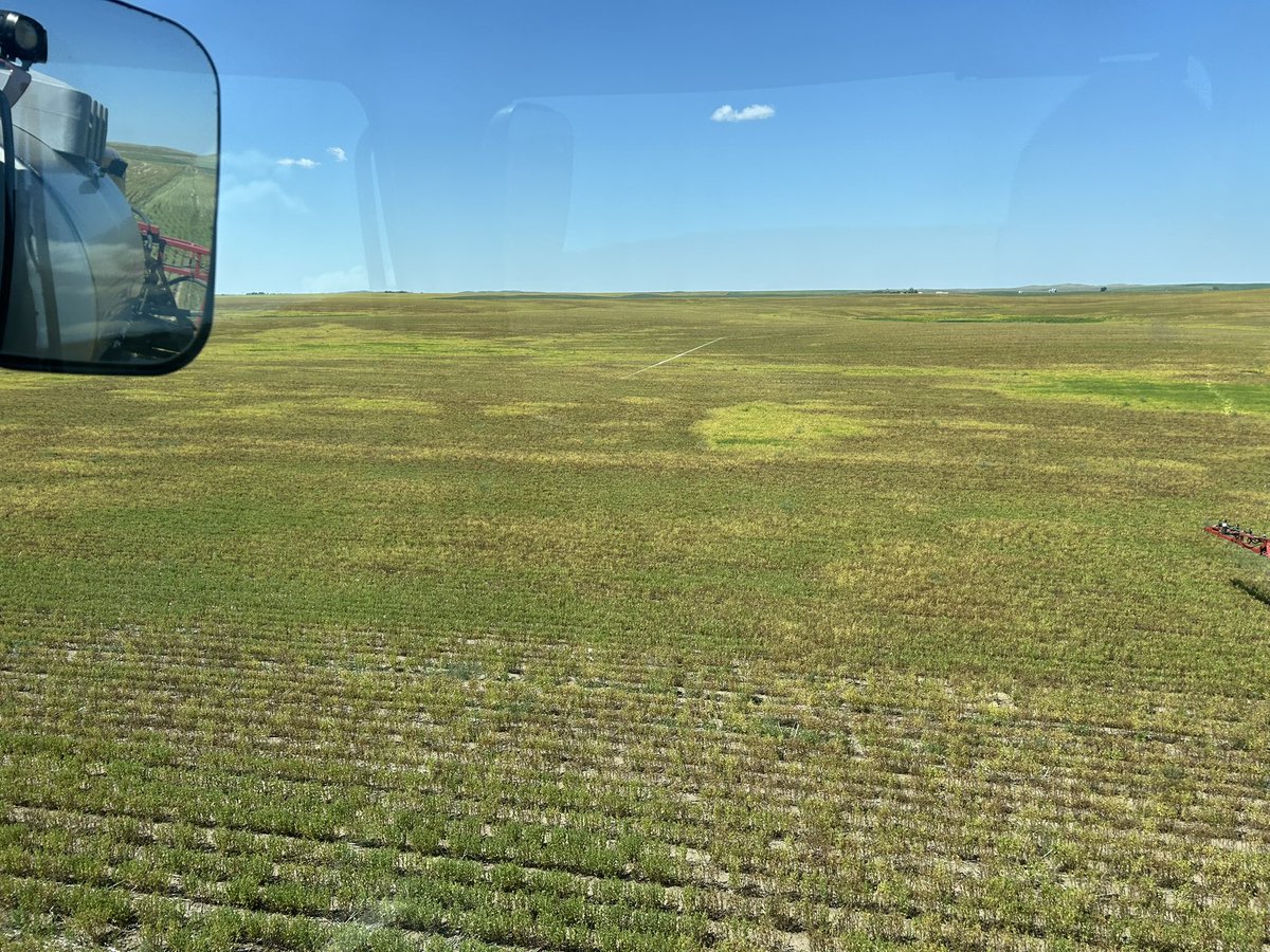 PickMeProduce's tweet image. My lovely lentils today, started putting them out of their misery. Few patches of moisture where snow sat look not bad, some light brown dry patches that have matured and the dark green spots are 6” high max, little to no seed and decided they could try growing again. #lentils