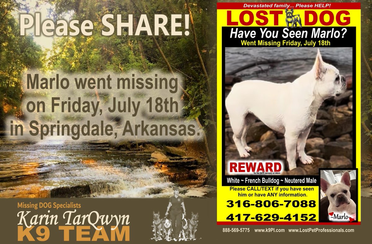 KarinTarQwyn's tweet photo. Springdale, Arkansas>> Lost French Bulldog<<
Marlo–WHITE- Neutered Male
Went Missing Friday, July 18th

Marlo went missing from his home on Friday, July 18th. There were some unconfirmed sightings in the beginning of this week.
Karin and her K9s will head to Arkansas to join in the search.
Please SHARE for Marlo and his devastated family.
https://t.co/jNZICoGVG9

https://t.co/qHz5mtsYkw
Call: 888-569-5775
#KarinTarQwyntheK9PI
#K9DreamTEAM
#LostPetProfessionals
#LostDogsMatter
