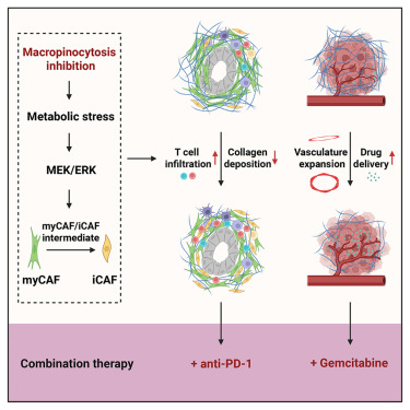 Cancer Cell tweet media