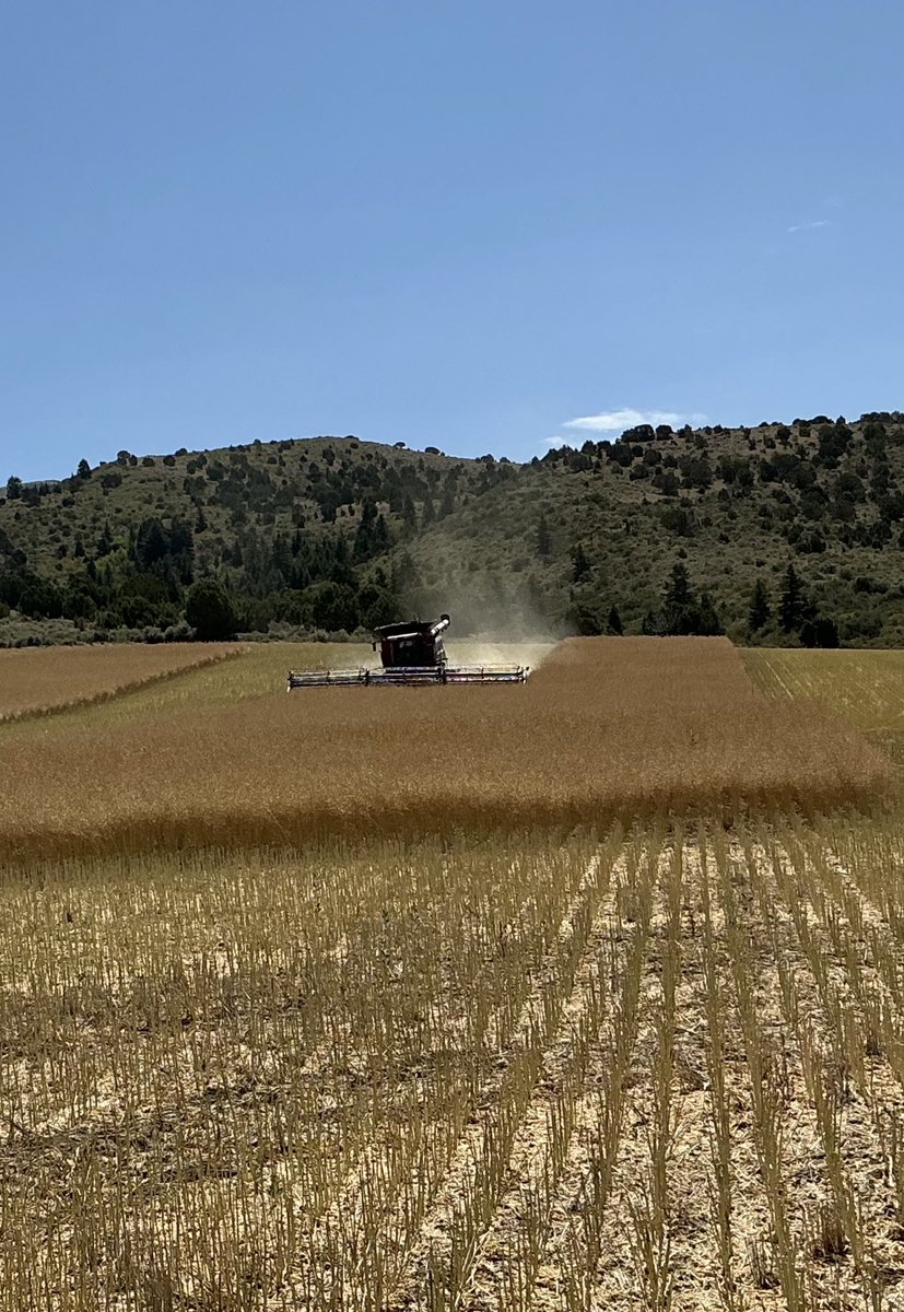 dustfrmer's tweet image. Wrapping up winter canola. Despite, or maybe because of the drought, it averaged better than my winter wheat right next to it.
And it was worth something until you Canadians got rain 😉