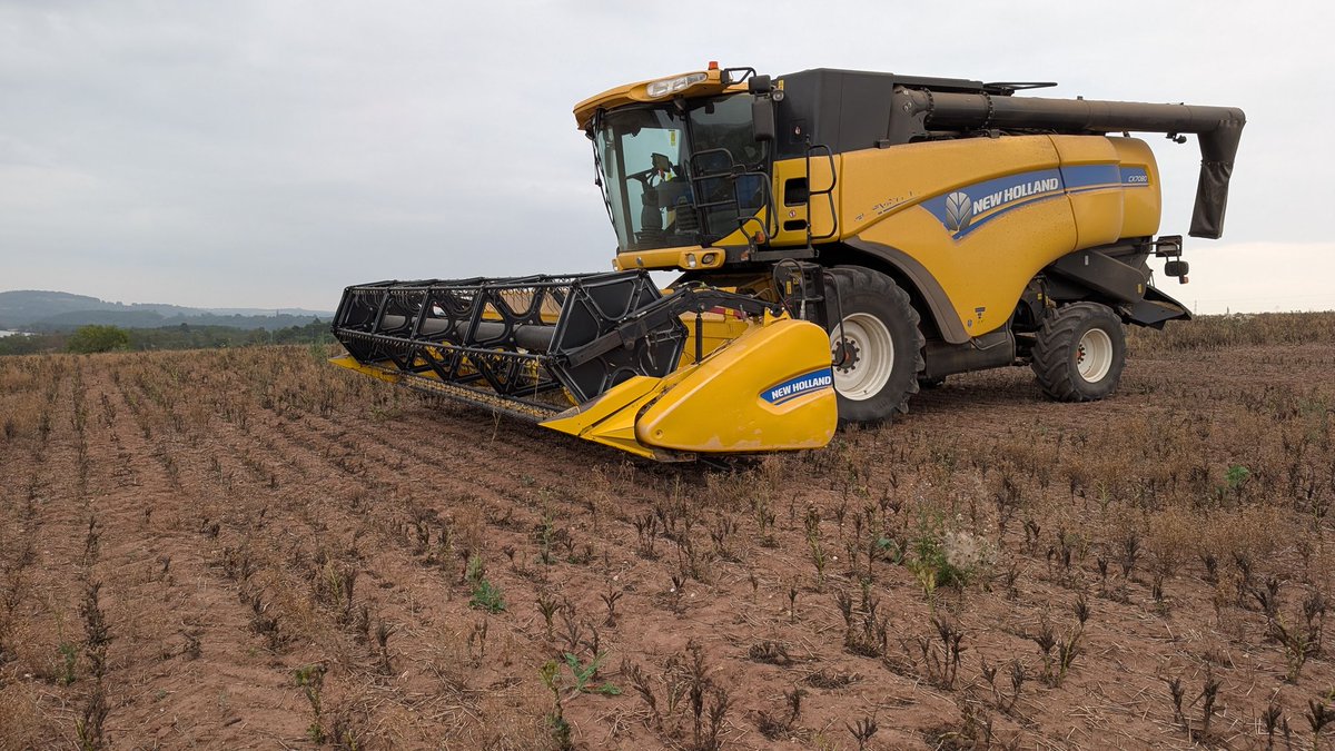 Wyefarm's tweet image. Yeah, these winter beans won't be getting harvested. 😳🙈😭