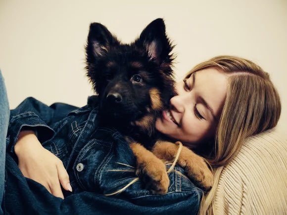 RyanProng's tweet image. I love Sydney Sweeney, but my favorite iteration of the new ad campaign isnโt her with the Mustang, but her with the German shepherd.
The king of breeds.
(Also, people should stop being so cynical about the ads. Theyโre using women & cars to sell to us again. Weโre so back)
