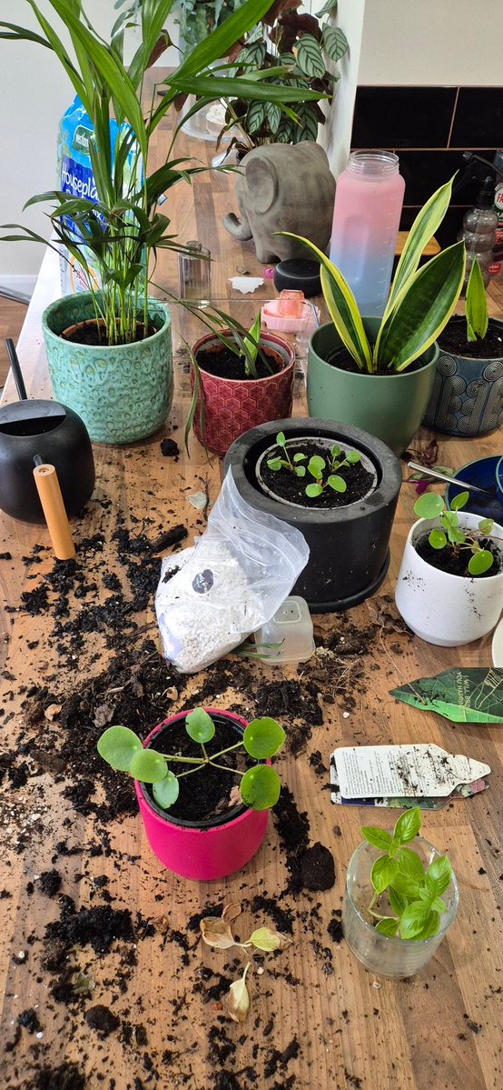 nourishworkplce's tweet image. Today I mostly made a mess.
Repotted some house plants and got the 2010 Disney box out to start a scrapbook.