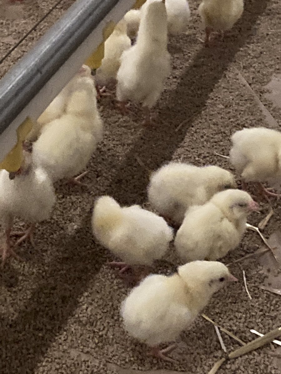 Filled the barn again. Now we babysit them.