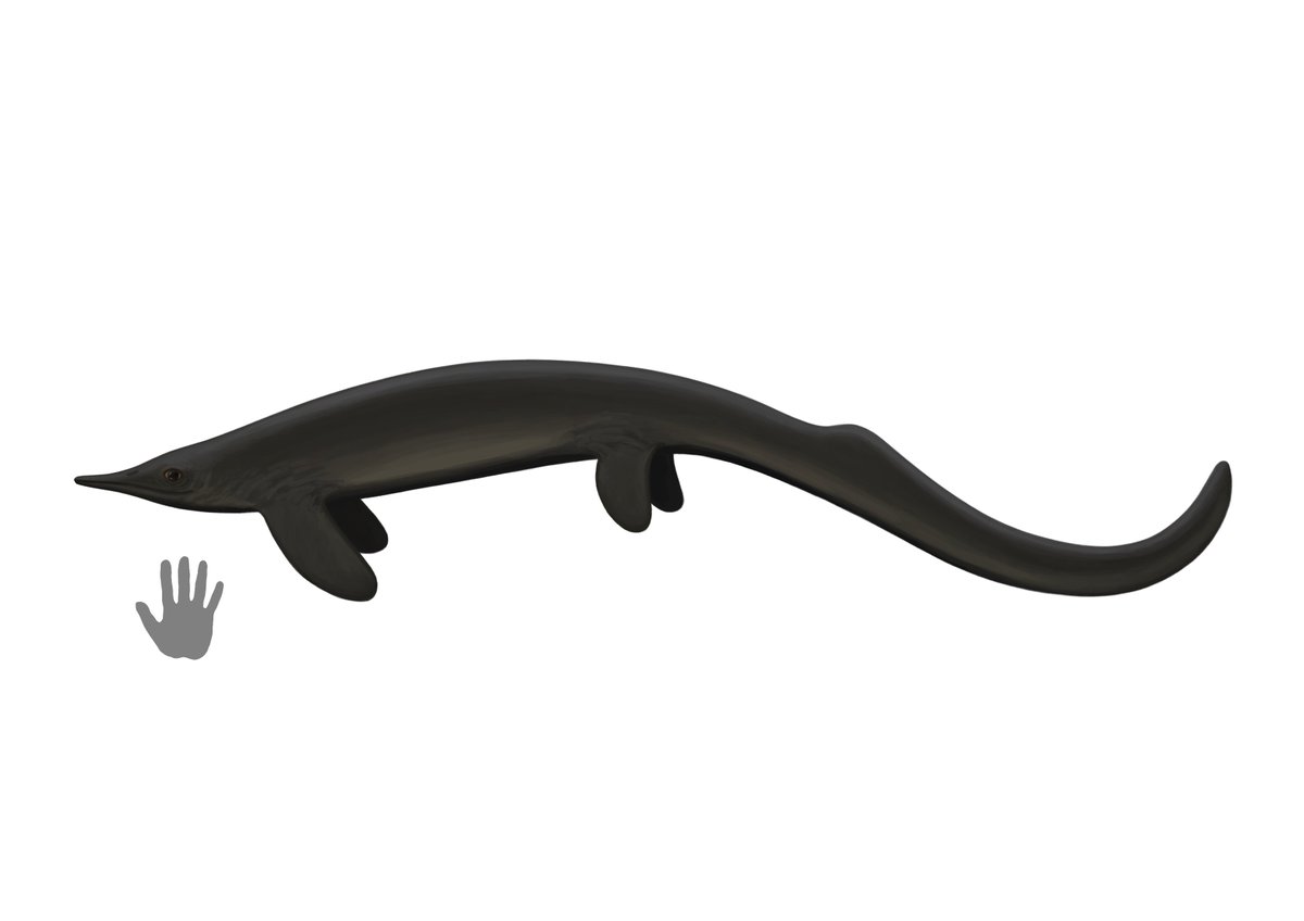 Chaohusaurus geishanensis
#Ichthyursday week 2